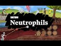 Understanding Neutrophils: The Immune System
