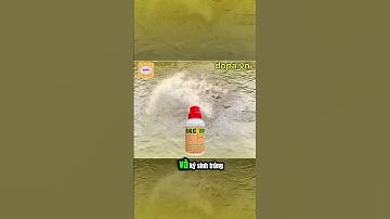 BKC80 Diệt Khuẩn Khử Khuẩn Xử Lý Nước Ao Nuôi Cao Cấp #thuysandopa #fishing #dongdopa #dopa