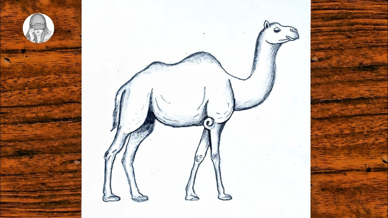 How to draw a camel see more worksheets at my blog.  http://drawinglessonsfortheyoungartist.blogspot.com/ | Drawings, Easy  drawings, Animal drawings