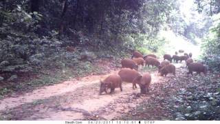 A Group Of 52 Red River Hogs (Bushpigs) Spying On By A Trap Camera In The Gabonese Rainforest