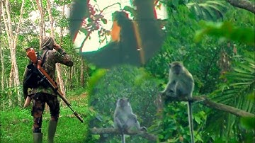 Gila !! Gerombolan kera/monyet liar selalu mengintai kebun warga