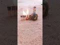 Matchstick Amazing Experiment 😱 Diwali Crackers Reaction #shorts