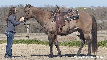 PJS Dusty Zan King***For info, price, etc., go to our website***ValleyViewRanch.net