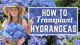 HOW TO TRANSPLANT HYDRANGEAS