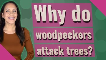 Why do woodpeckers attack trees?