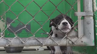 Waycross leader floats solutions to abandoned pet problem straining city resources