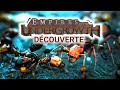 Btir et dfendre une colonie de fourmis  empires of the undergrowth