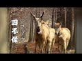 【90秒情報】「四不像」と呼ばれる鹿 シフゾウ