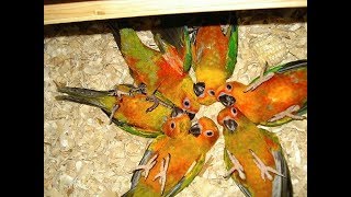 Super Cute And Funny Conure Parrots Compilation 2018 by Shahista Sharoy Khan 18,536 views 6 years ago 1 minute, 1 second