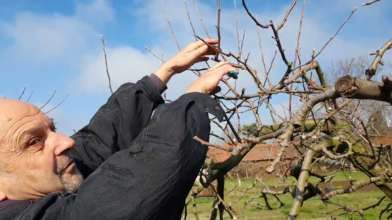 Резитба ябълка с явни плодни пъпки, редовно плододаваща.