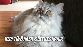 Kedinizin tüylerini güzelleştirmek için 11 ipucu... by Kedi Lolayla 2,792 views 1 month ago 10 minutes, 7 seconds