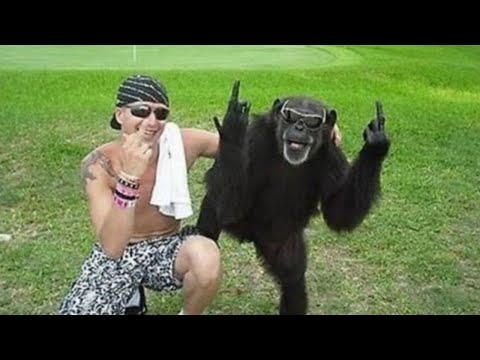 funny-monkey-trolling-human-suddenly-||-funny-babies-and-pets