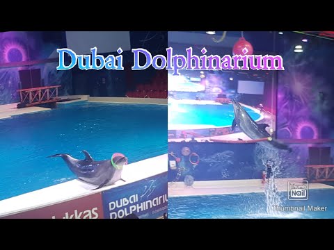 Dubai dolphinarium  29/10/2019