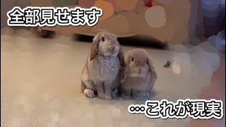 【うさぎ】多頭飼い＆放し飼いを四六時中した結果#97#bunny #rabbit #ホーランドロップ #放し飼い #多頭飼い