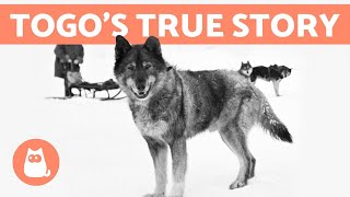 The REAL STORY of BALTO and TOGO ❄ Discover the Truth!