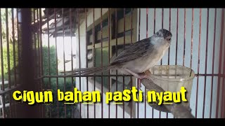 Pancingan cigun muda agar bunyi dan cepat gacor