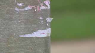 Racist flyers posted in neighborhood where teen murdered last week