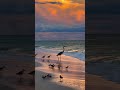 If you love travel, spirituality, & nature vibes, this channel is for you.# birds🐦#sea beach# waves.