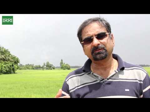 Vídeo: Como o cultivo de arroz originado na Índia discute?