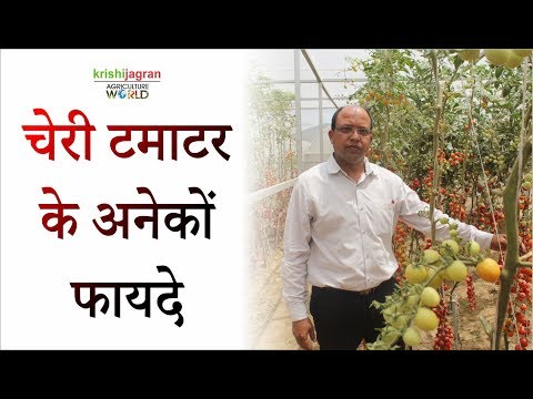 कैसे करें चेरी टमाटर की खेती ! how to cultivate cherry tomatoes