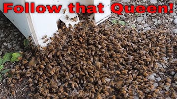 🔵Fall Swarming...WHY do they do it?!