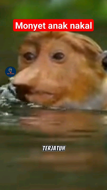 kisah kera nakal #cerpen #storrytelling #video #animals #tentanghewan #menceritakan #faktaunik #like
