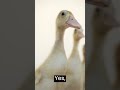 Funny Duck Video #birds #Duck #story #cute #funnyshorts #funny #bird