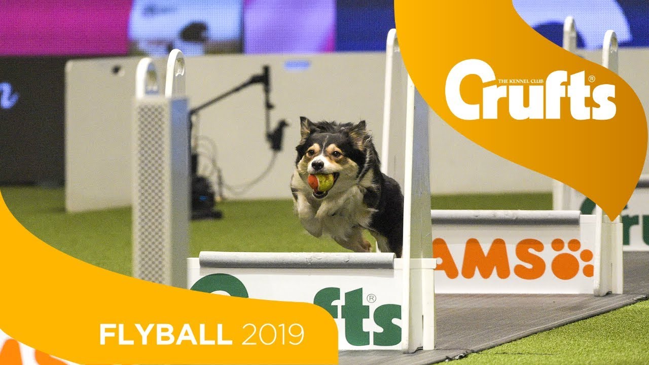 crufts 2019 flyball