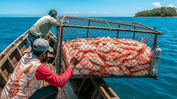 Snel proces van het vangen van vis door middel van vallen | Vangen en verkopen | Vissen