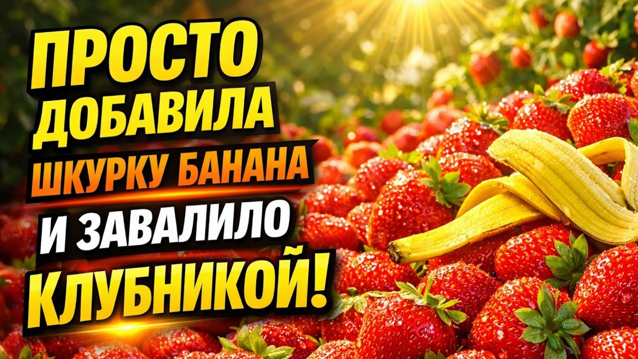 10 КГ КЛУБНИКИ ЗИМОЙ! 🍓 Положила БАНАН В ГОРШОК — и была в ШОКЕ от результата!