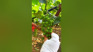 How prune grapes🍇tree #farming#pruning#agriculture#satisfying #grape