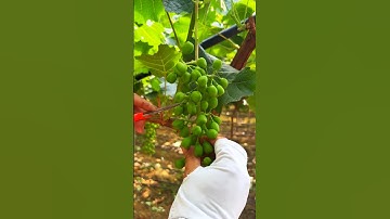 How prune grapes🍇tree #farming#pruning#agriculture#satisfying #grape
