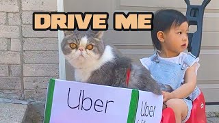 We Called Uber For Our Cat by Snoopy and Doby 3,488 views 1 year ago 1 minute, 3 seconds