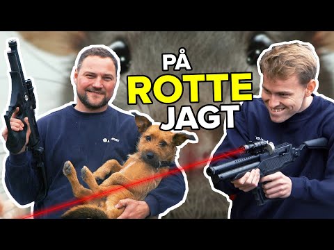 Video: Hvad er den bedste rottefanger?