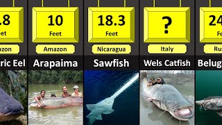 Fresh Water Monsters | Size Comparison (maximum recorded length)