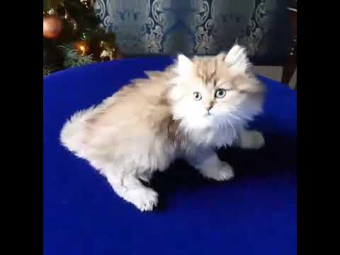 Ayollarning vaginal oqishi fotosurati