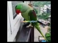میثم گل پری مامان