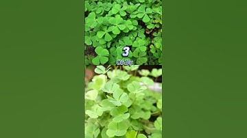 Điểm danh 5 loại cỏ dại là dược liệu có tác dụng chữa bệnh