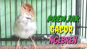 PRENJAK Ngebren Gacor Full Isian Cocok Buat Pancingan @ TOMAN. net
