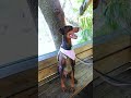 4ever #love #haveitoldyoulatelythatiloveyou #iloveyou #loveyou #cutedog #doberman #cutepet #cute