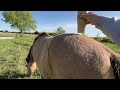 Horses Not Eating Good Hay, Why?  Visiting With The Critters