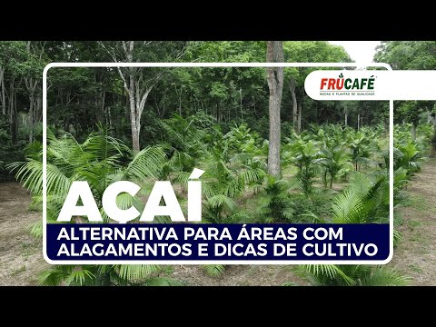 O AÇAÍ como Alternativa para Áreas com Alagamentos e, Dicas de Cultivo.