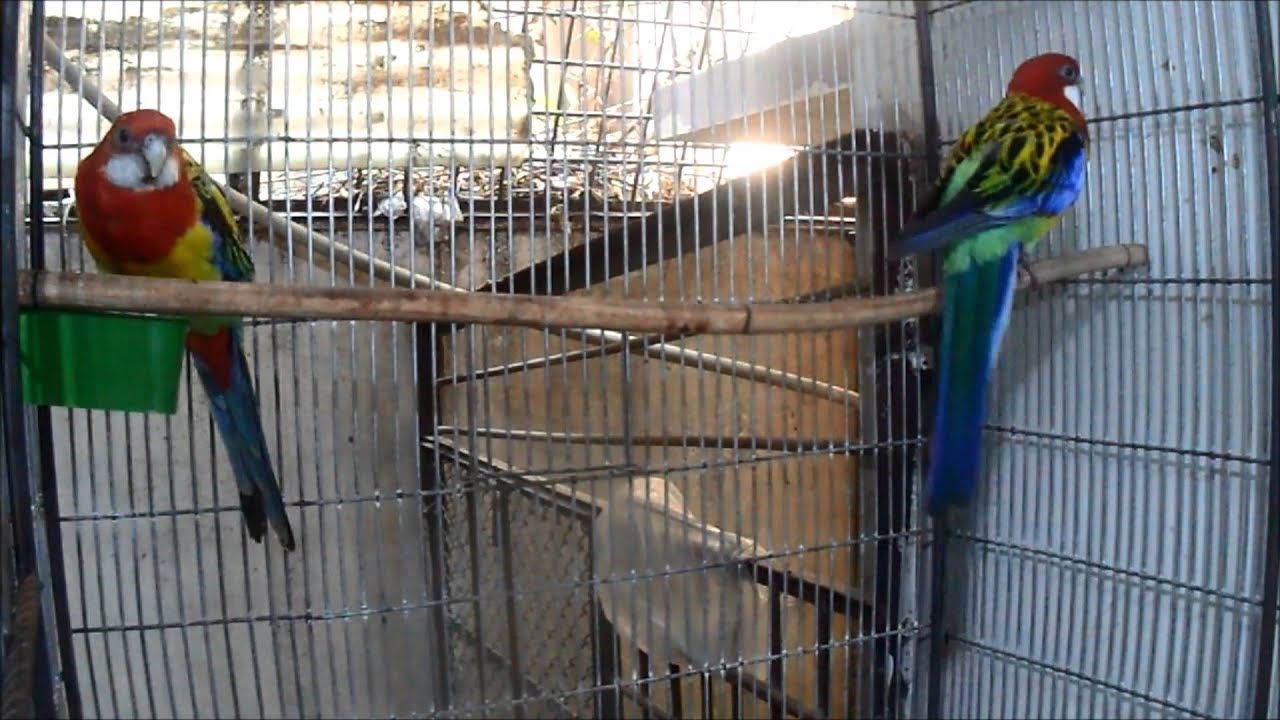 My GOLD MANTEL EASTERN ROSELLA BIRDS