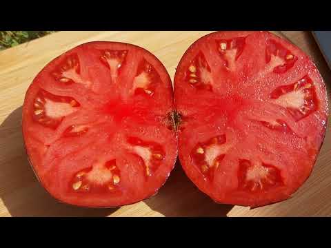 TOMATOES - 2025 Season Summary Part 4
