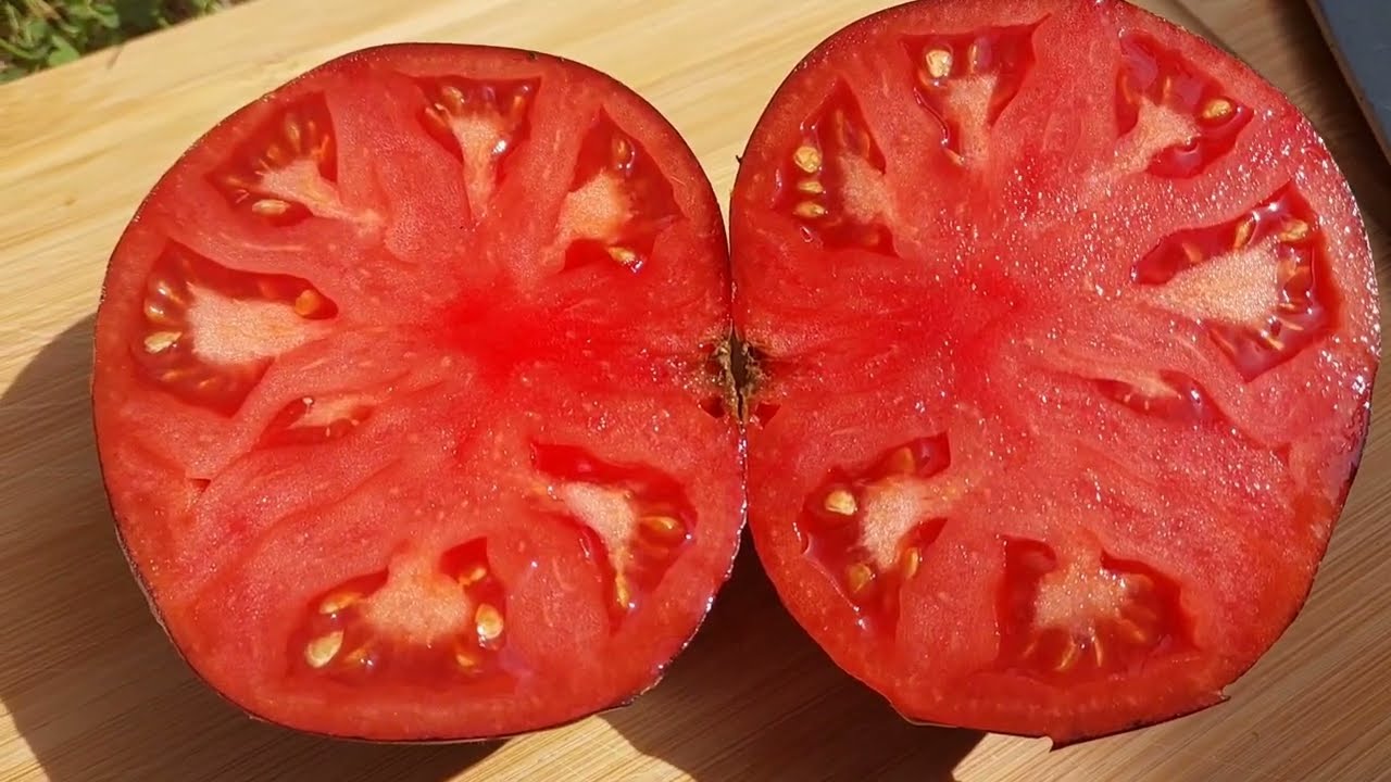 POMIDORY - Podsumowanie sezonu 2025 cz. 4