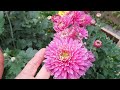 Корейская хризантема в Сибири. Запоздалое цветение.