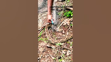Russell Viper stuck in net😱 risky rescue #shorts #viralshorts #reptiles
