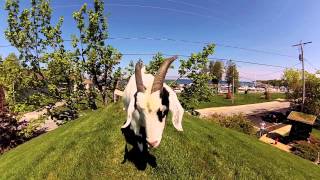 The Goats on the Roof – Al Johnson's Swedish Restaurant & Butik