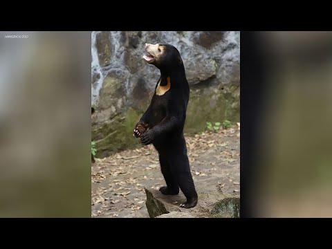 Internet skeptics believe China zoo animals are just people in costumes