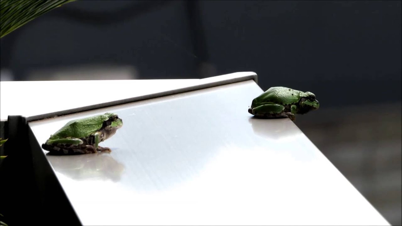 晴れ時々アマガエル Partly Froggy